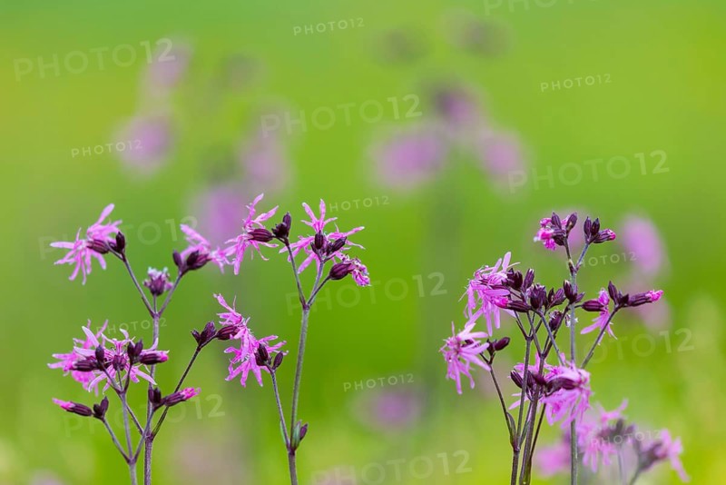 Cuckoo flower (Silene flos-cuculi), Carnation family (Caryophyllaceae), Pfullendorf, Linzgau, Baden-Württemberg, Baden-Württemberg, Germany