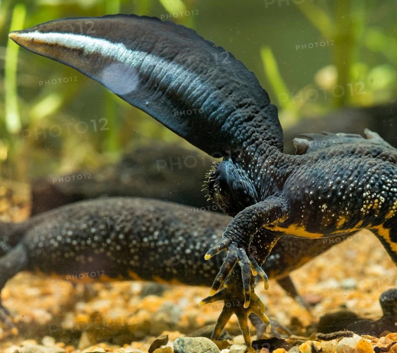 Great crested newt, crested newt, northern crested newt, Triturus cristatus, amphibians, amphibians, courtship, courtship display, amphibians, newts, northern crested newt, warty newt