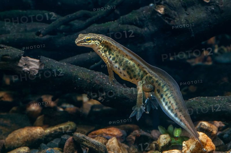 String newt, Lissotriton helveticus, palmate newt, Triturus helveticus, amphibians, amphibians, amphibians, amphibians, newts, newts, tailed amphibians, water newts