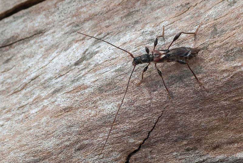 Dark-shelled short-blanket buck, spruce short-blanket buck, small wasp buck, molorchus minor, short-winged longhorn beetle, beetle, longhorn beetle, coleoptera, insects, beetles