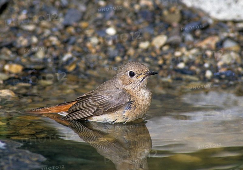 Red Redtail, Phoenicurus Phoenicurus, Redstart, Bath, Bird Bath, Birds, Female, Garden Birds, Passeri, Songbirds, Potion, Birdbath, Birds, Watering Place, Female