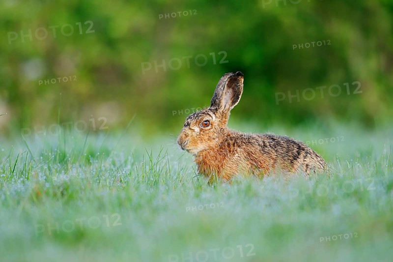 European hare (Lepus europaeus) sitting in a meadow, North Rhine-Westphalia, Germany