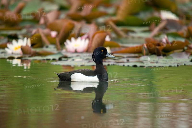 Aythya fuligula, heron duck, tufted duck, anatidae, birds, ducks, ducks, ducks, male, birds, waterbirds, waterbirds