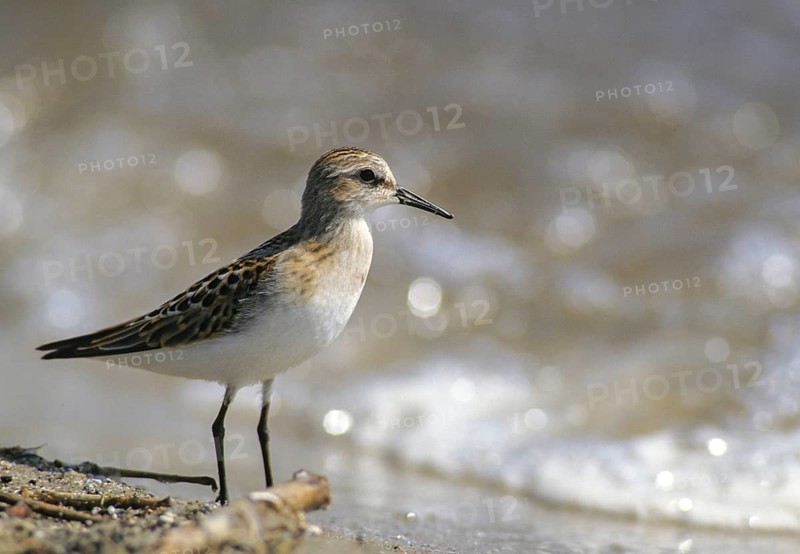 Calidris minuta, little stint, dwarf sandpiper, birds, charadriiformes, limikolen, snipe birds, scolopacidae, birds, waders, waders