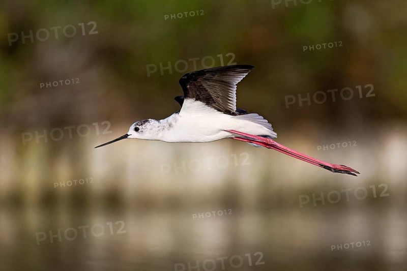 Black-winged Black-winged Stilt (Himantopus himantopus, in flight, Camargue, southern France, France