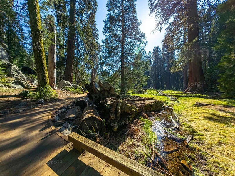 Hikers enjoying a sunny day on a wooden bridge, crossing a stream flow, surrounded by towering giant sequoia trees and lush forest at sequoia national park