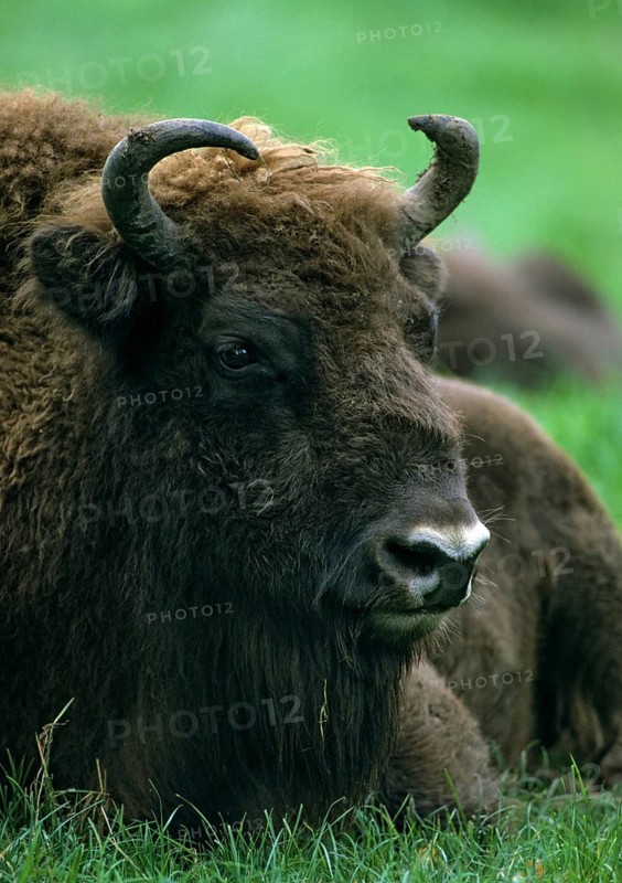 Artiodactyla, bison bonasus, European bison, even-toed ungulate, cloven-hoofed, bison, bull, high size, portrait format, leo, male, mammal, mammal