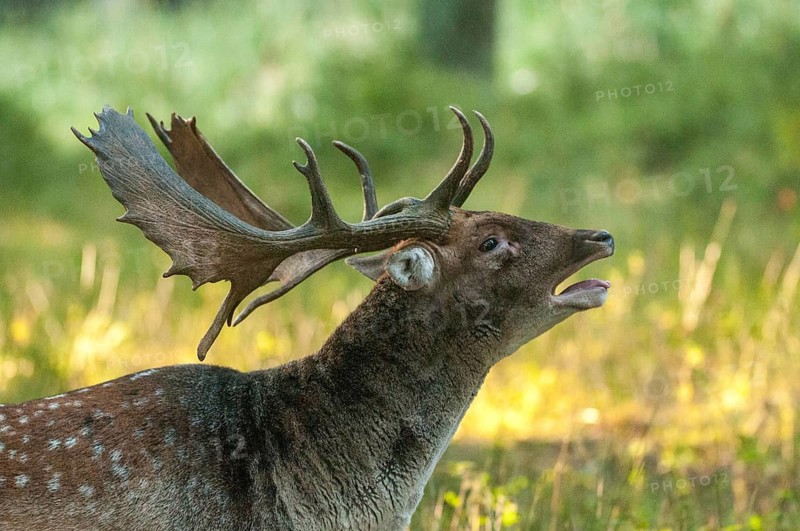 Dama dama, fallow deer, rutting, fallow deer, mammals, tubes, shovels, mammals