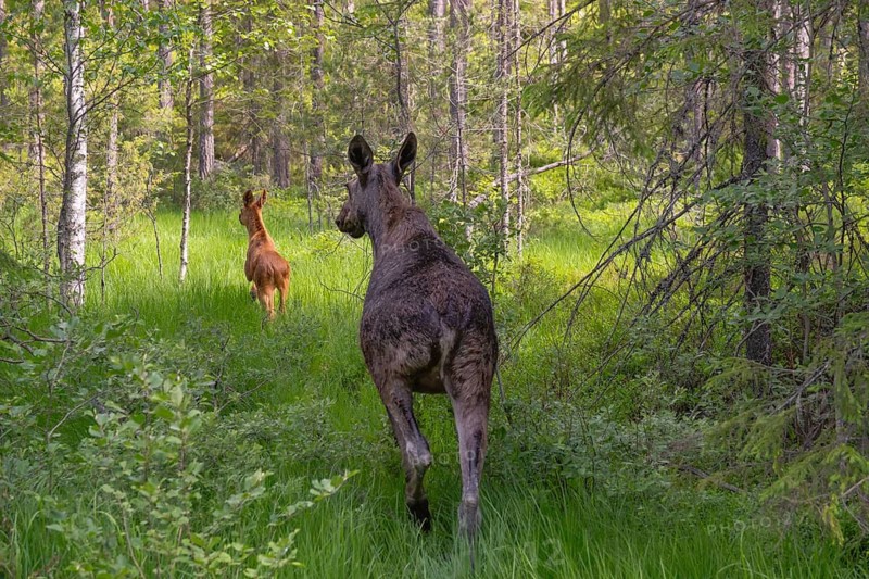 A female moose runs into the forest with her calf, moose (Alces alces), Telemark, Norway