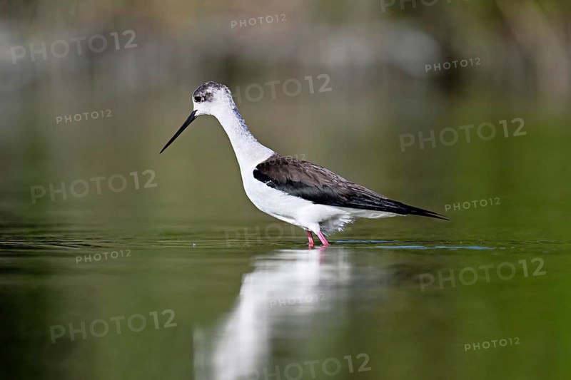 A black-winged Black-winged Stilt (Himantopus himantopus) wades through a pond in search of food, Camargue, southern France
