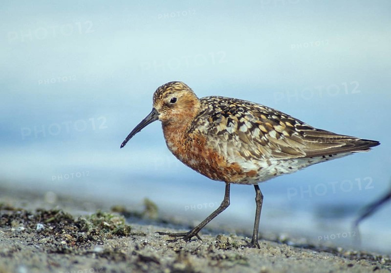 Calidris ferruginea, curlew sandpiper, sickle sandpiper, birds, charadriiformes, leo, limikolen, snipe birds, scolopacidae, transitory plumage, birds, waders, waders, transitional dress
