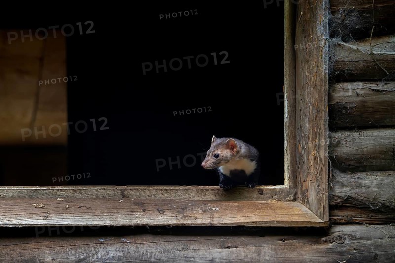 Beech marten, stone marten (Martes foina) looking out from window frame of wooden barn, farm building