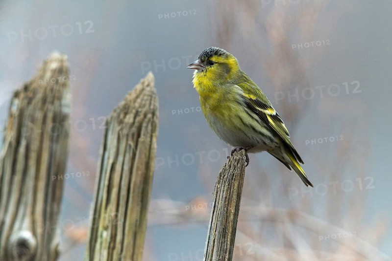 Carduelis spinus, siskin, spinus spinus, siskin, birds, garden, garden fence, male, passeri, songbirds, birds