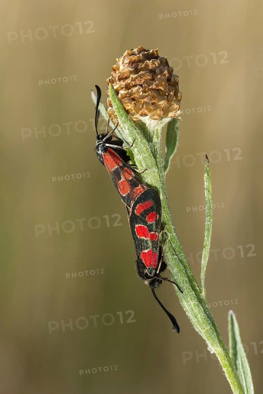 Carniolane burnet, eastern burnet moth, esparset ram, Carniola ram, zygaena carniolica, blood droplets, burnet, butterfly, high size, portrait format, insects, copula, moths, moths, mating, butterfly, ram