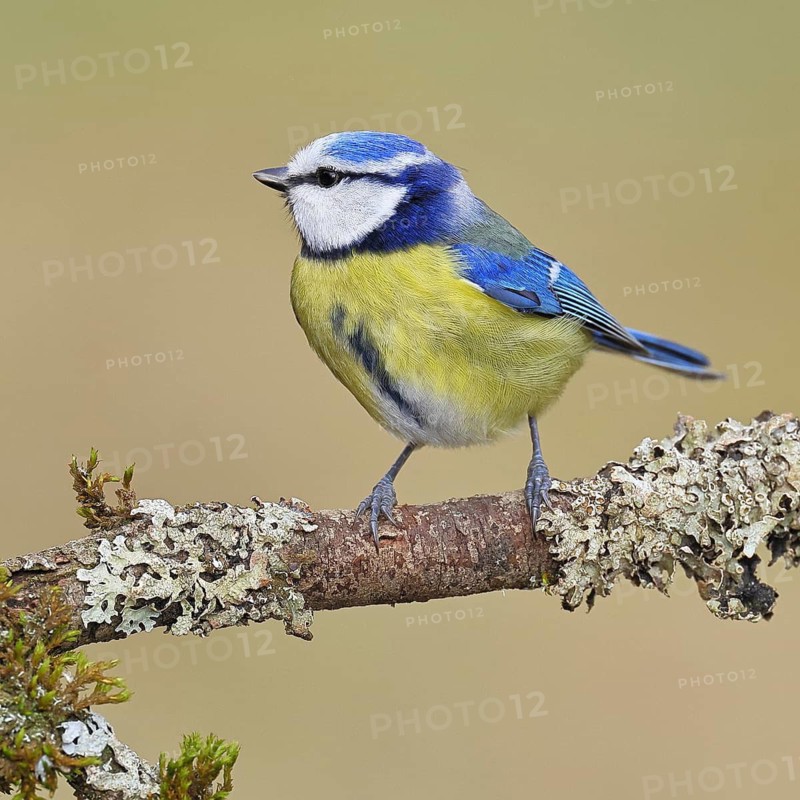 Blue Tit (Parus caeruleus), perched on a branch covered in lichen, Wilnsdorf, North Rhine-Westphalia, Germany