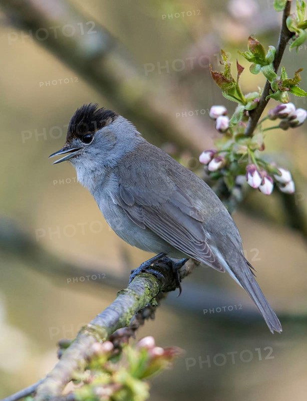 Blackcap, blackcap, blackcap, Sylvia atricapilla, birds, call, song, high size, portrait format, male, passeri, call, singing, songbirds, birds