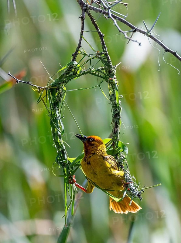 Cape Weaver (Ploceus capensis) building a nest, male building a new nest, Addo Elephant Park, South Africa