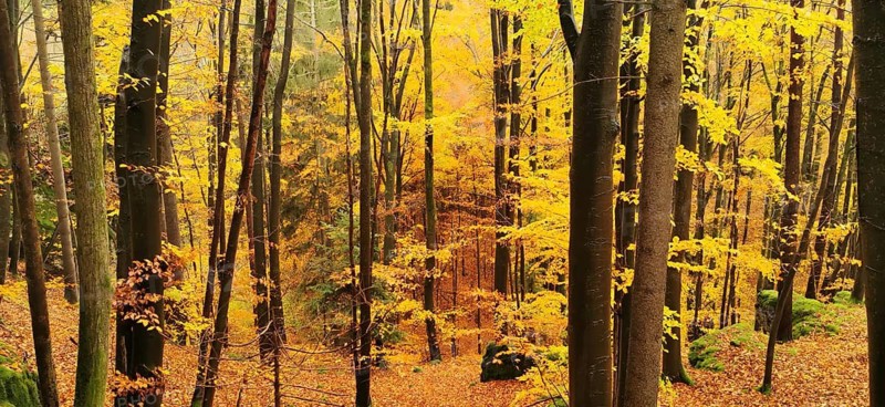 A lively autumn forest with bright yellow leaves that shine in the sun, hiking in the Frankenwald nature park Park, Upper Franconia