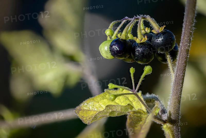 European black nightshade, nightshade, black nightshade, black nightshade, solanaceae, solanum nigrum, blackberry nightshade, flora, plants, simply black nightshade