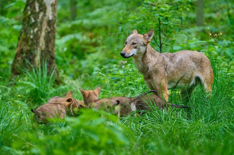 Wolves gather in the dense greenery of the forest, summer, wolf (Canis lupus), Germany