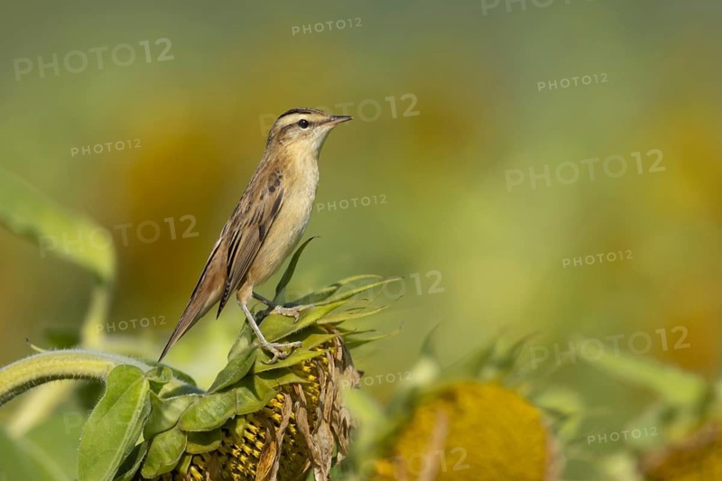 Sedge warbler (Acrocephalus schoenobaenus) adult bird resting on a Sunflower seed head, England, United Kingdom