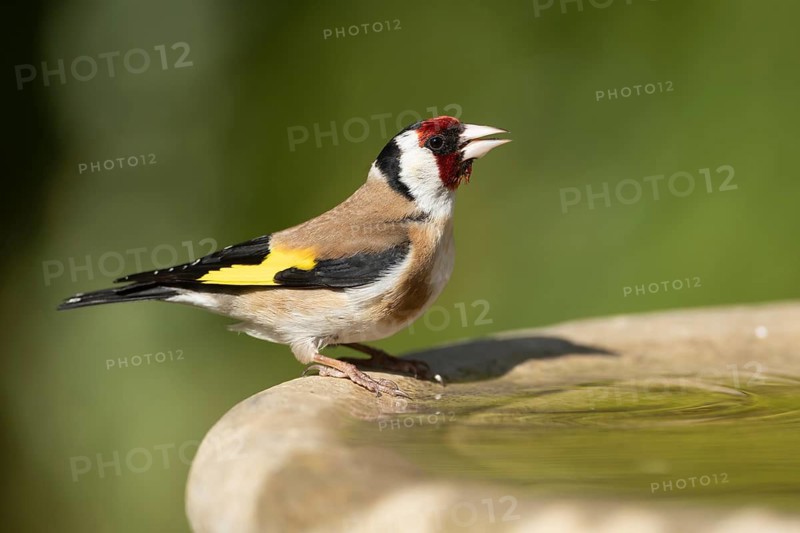 European goldfinch (Carduelis carduelis) adult bird drinking water from a garden bird bath, England, United Kingdom