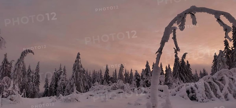 Snowy trees against a colorful orange sky create a romantic atmosphere, hiking in winter near Neuhaus am Rennweg, Rennsteig, Thuringian Forest nature park Park