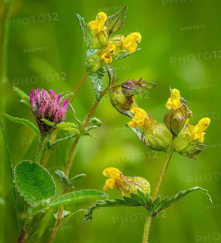 Brownwort, small rattlespot, rhinanthus minor, scrophulariaceae, cockscomb, flora, hayrattle, high size, portrait, rattlespot, little yellow rattle, plants, yellow rattle