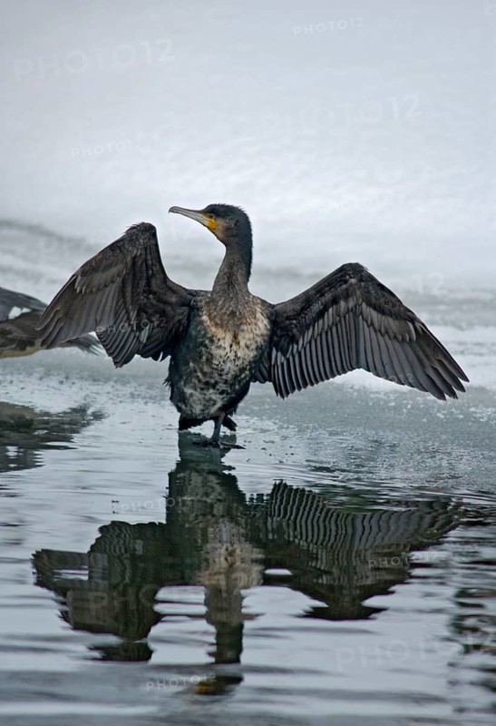 Black shag, cormorant, phalacrocorax carbo, birds, plumage care, high size, portrait, pelecaniforms, preening, ropedes, birds, waterbirds, waterbirds, winter