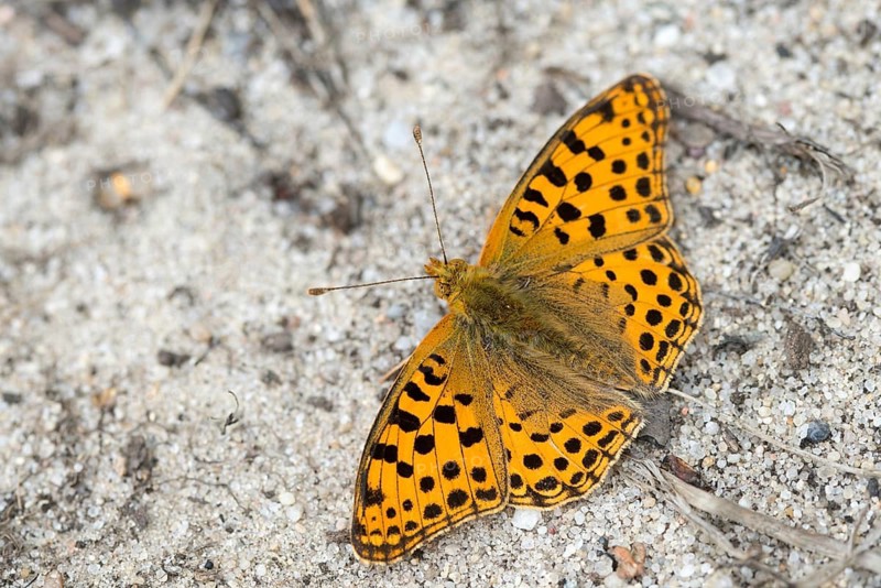 Argynnis Lathonia, Issoria Lathonia, Little Mother of Pearl Butterfly, Queen of Spain Fritillary, Butterfly, Insects, Butterfly, Butterflies