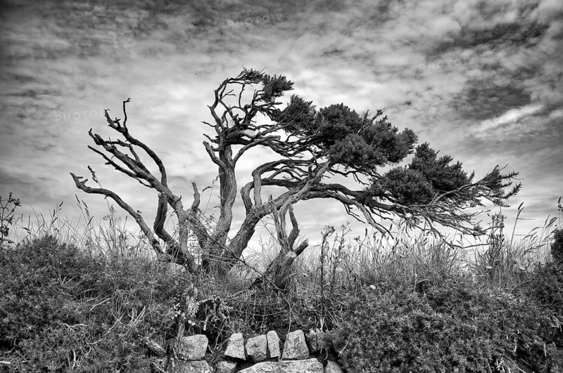 Bristlecone, Great Basin bristlecone pine (Pinus longaeva), also known as the Great Basin bristlecone pine, St Just in Penwith, black and white, Cornwall, England, Great Britain, United Kingdom