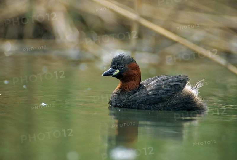 Littele Grebe, Tachybaptus Ruficollis, Little Grebe, Birds, Dabchick, Grebe, Grebe, Podicipedidae, Divers, Birds, Waterbirds