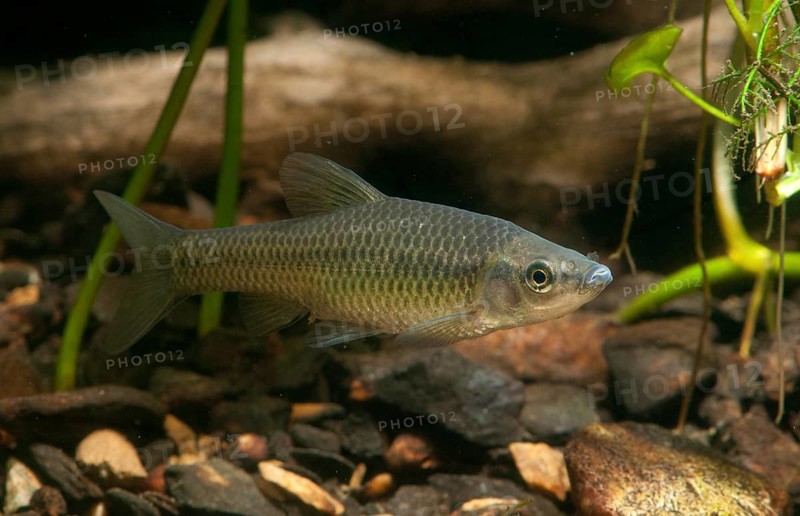 Blue ribbon bear, pseudorasbora parva, stone moroco, stone moroko, fish, fish, pisces, topmouth gudgeon