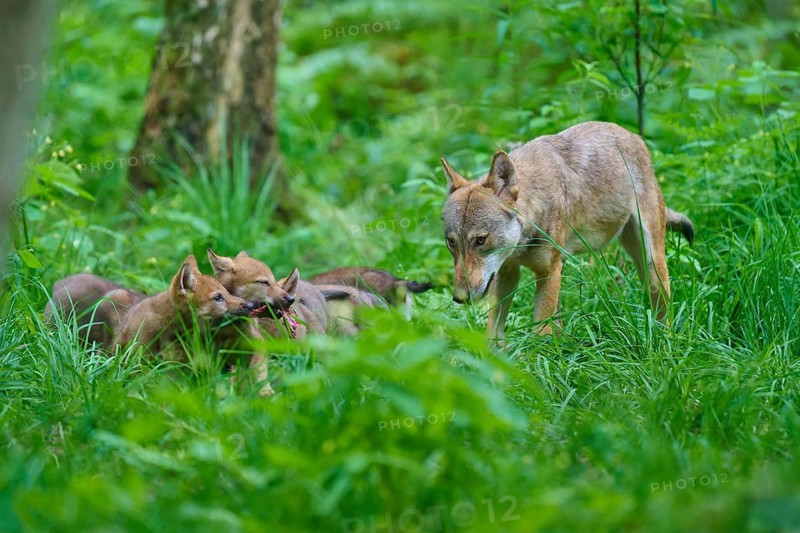 A female wolf with her pups in a green woodland setting, summer, wolf (Canis lupus), Germany