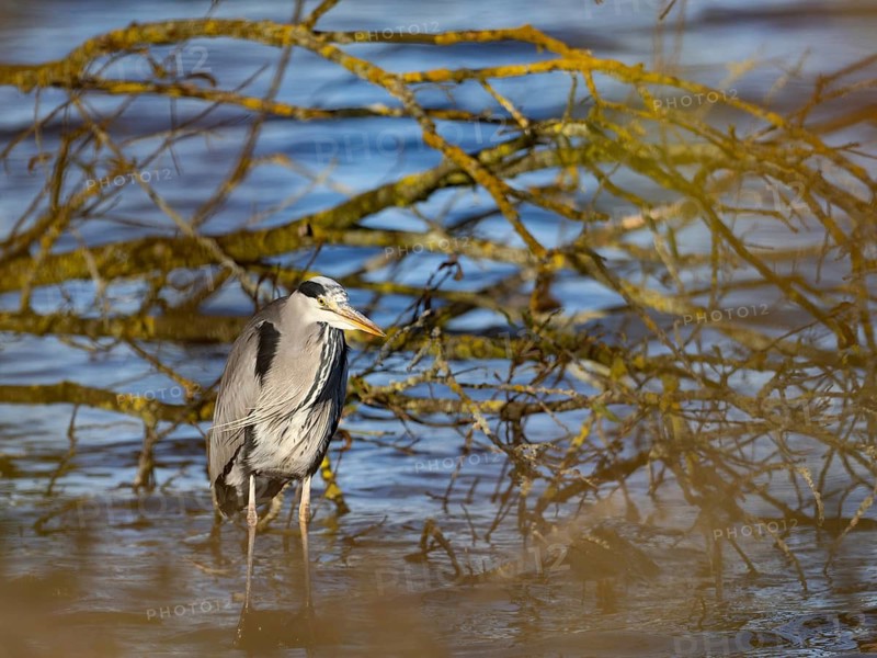 A gray heron stands on a water bank, Ümminger See, Bochum, Ruhrpott, North Rhine-Westphalia, Germany