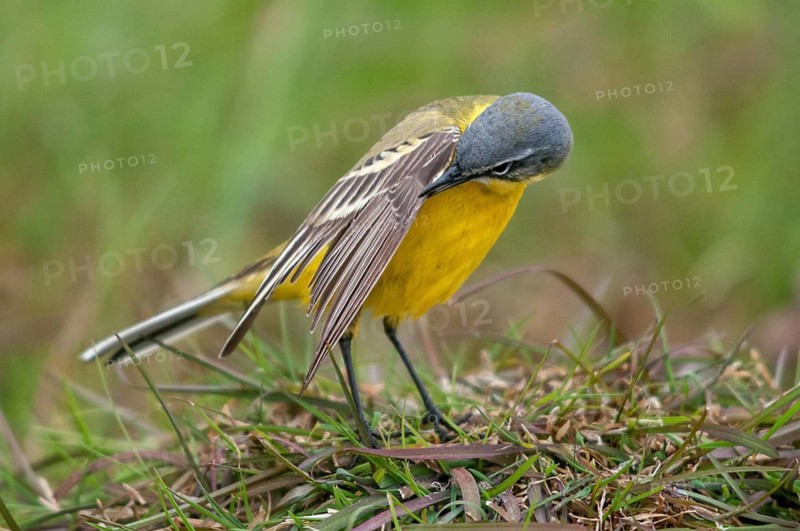 Motacilla flava, sheeptail, western yellow wagtail, yellow wagtail, birds, plumage care, male, passeri, preening, songbirds, songbirds, birds