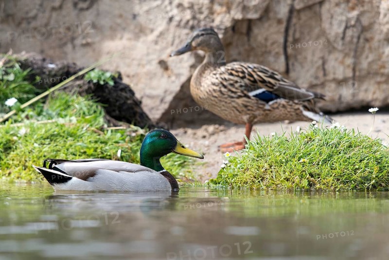 Anas platyrhynchos, mallard, mallard, anatidae, birds, ducks, ducks, ducks, female, male, male, birds, waterbirds, waterbirds, female
