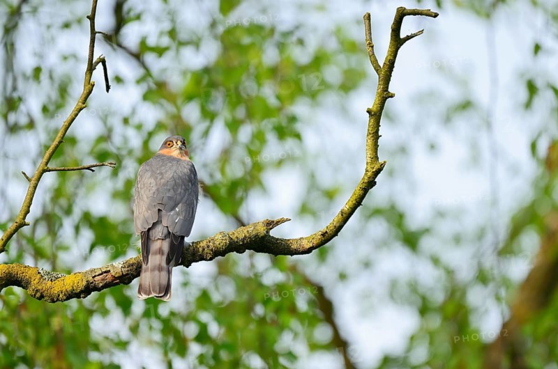 Sparrowhawk (Accipiter nisus), male sitting on a branch, North Rhine-Westphalia, Germany
