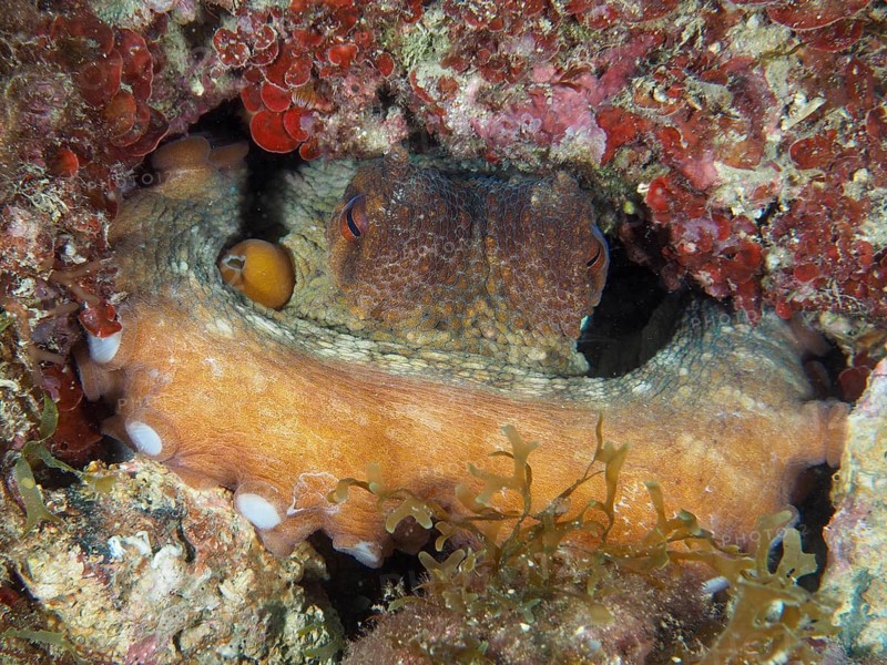 A hidden Common Octopus (Octopus vulgaris) peeks out from a hiding place amongst corals and seaweed, dive site at the Cap de Creus Marine Reserve, Rosas, Costa Brava, Spain, Mediterranean Sea