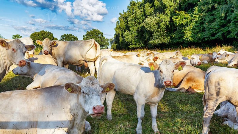 Charolais Cattle (Bos primigenius taurus), herd, cows and calves on a pasture, Skåne, Skane, Skåne, southern Sweden, Sweden