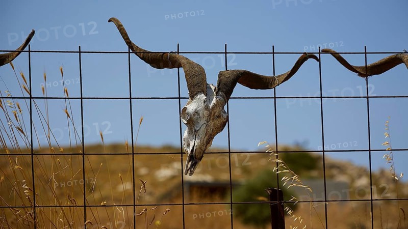 A goat skull with horns hangs from a rustic wire fence, Amari Basin, Amari, Central Crete, Greek Islands, Greece