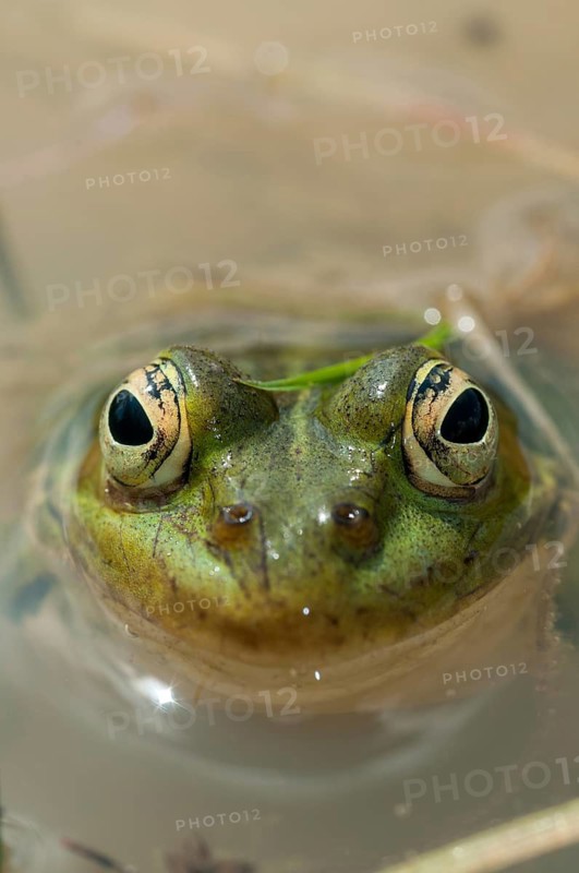Green frog, pelophylax spec., rana spec., water frog, amphibians, amphibians, frog, frog, frogs, amphibians