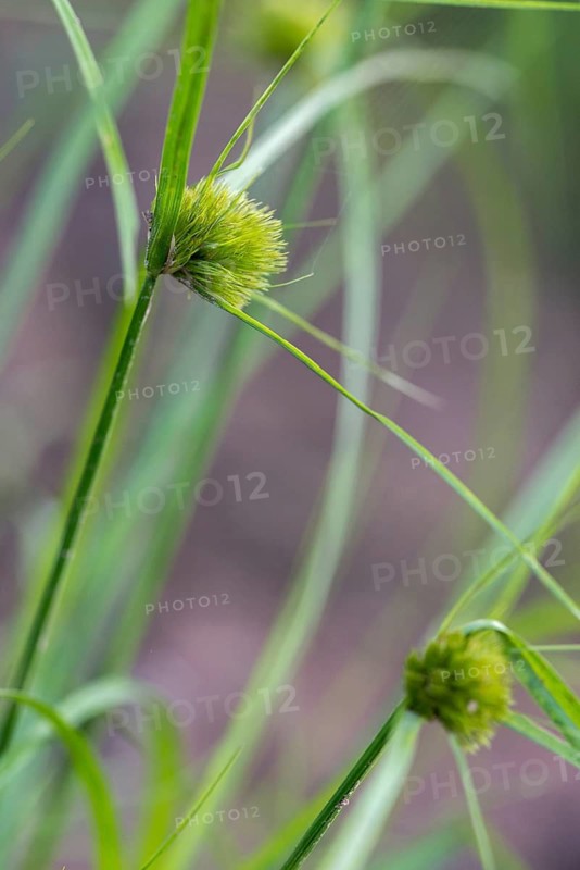 Bohemian sedge, carex bohemica, carex cyperoides, cyperaceae, sour grasses, cyprus grass harrow, flora, high size, vertical format, plants, sedges