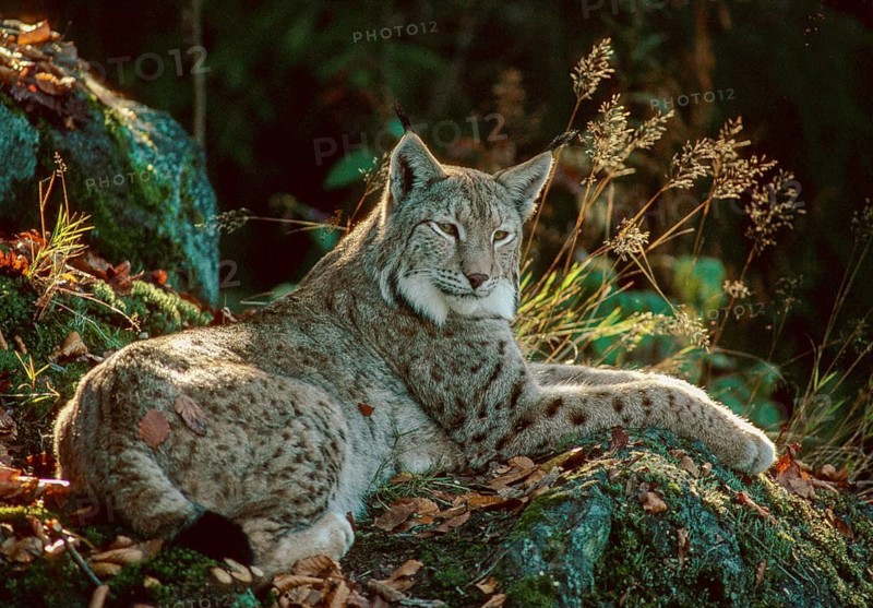 Carnivora, Eurasian lynx, felis lynx, lynx, predators, FFH, mammals, raptors, mammals