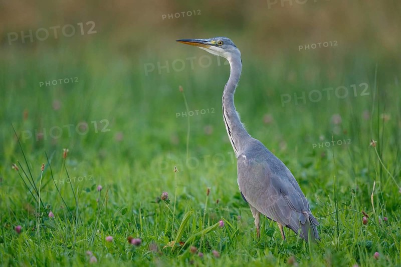Grey Heron (Ardea cinerea) foraging, North Rhine-Westphalia, Germany
