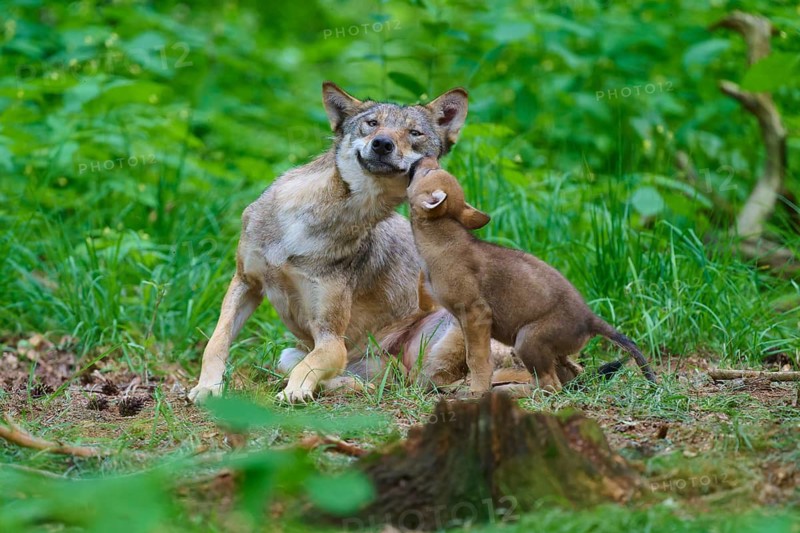 A wolf and his cub show affection in a green forest, summer, wolf (Canis lupus), Germany