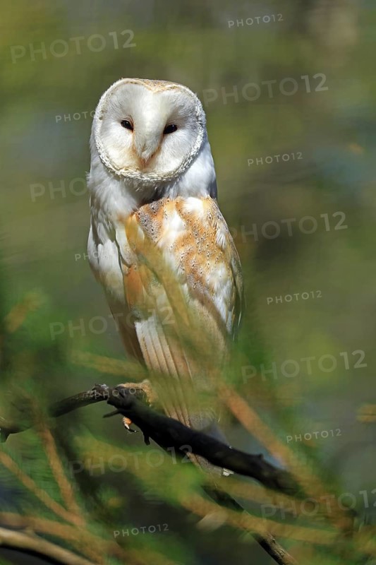Barn owl (Tyto alba), Hofgeismar, Hesse, Germany