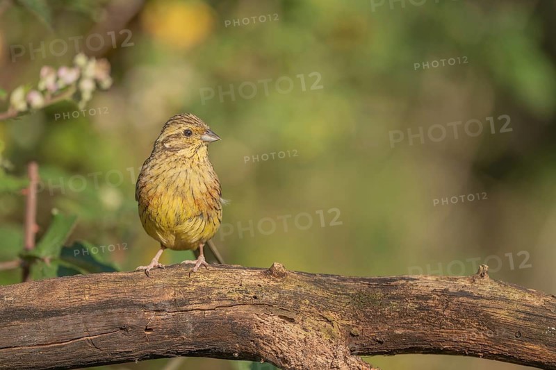 Yellowhammer Yellow Bunting (Emberiza citrinella) sitting on a branch. Green grass surrounds it. The sun is shining. Lower Rhine Alsace, France