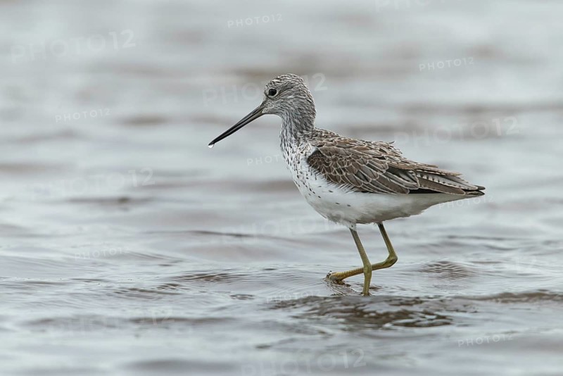 Greenshank, greenshank, tringa nebularia, birds, charadriiformes, limicoles, snipe birds, scolopacidae, birds, waders, waders