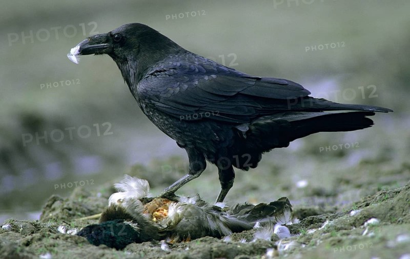 Corvus corax, ravens, birds, corvidae family of birds, leo, minx, passeri, corvids, songbirds, birds